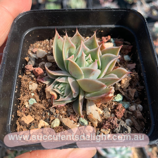 Echeveria Megacalyx 玉壶光
