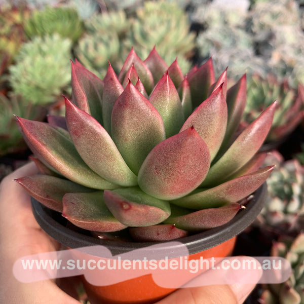 Echeveria Agavoides Red Wax 红蜡东云