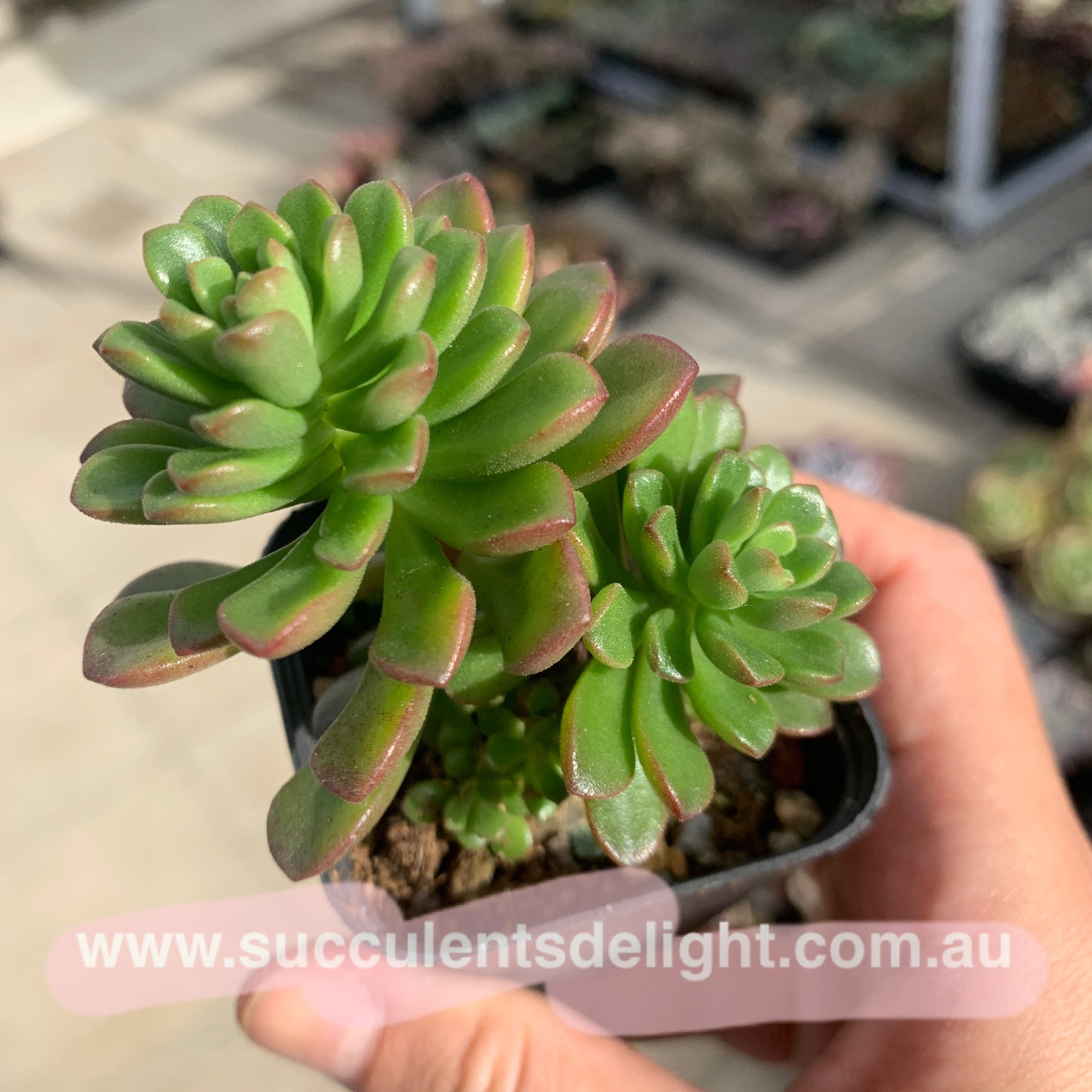 Sedum Joyce Tulloch 塔洛克