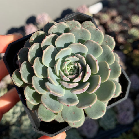 Echeveria Tuxpan Pinwheel 纸风车