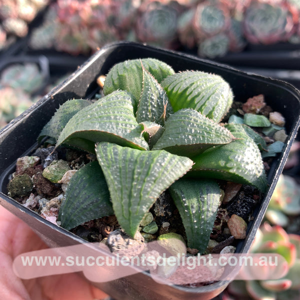 Haworthia magnifica var. splendens 青蟹寿