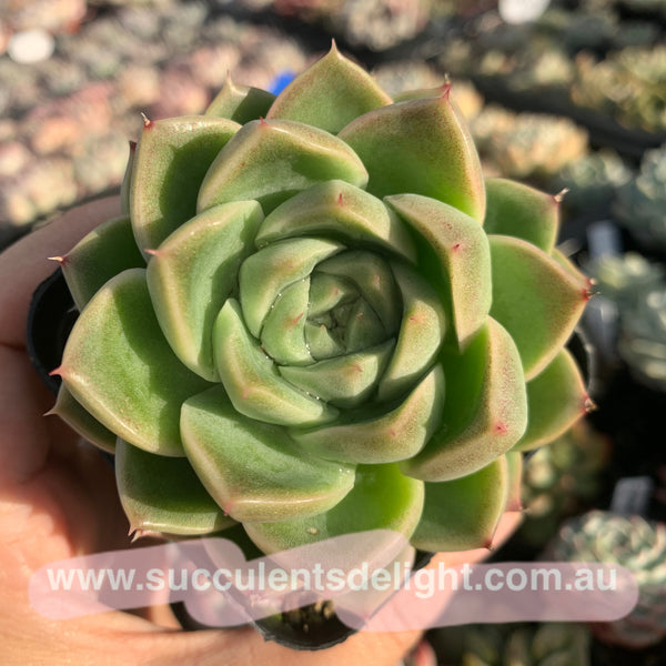 Echeveria Malgan 实生麦秆