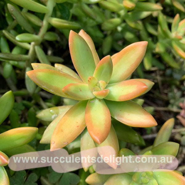 3x cuttings Sedum nussbaumerianum aka Sedum adolph 铭月