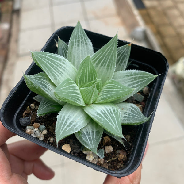 Haworthia Grey Ghost 灰鬼