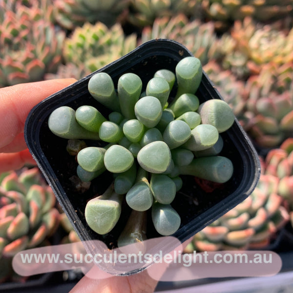 Fenestraria Rhopalophylla Subsp. Aurantiaca Baby Toes 五十铃玉