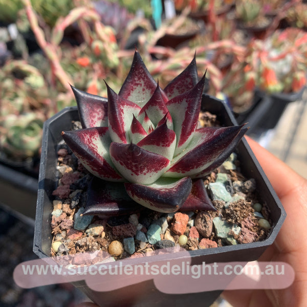Echeveria Agavoides Ebony (selected) 优选乌木