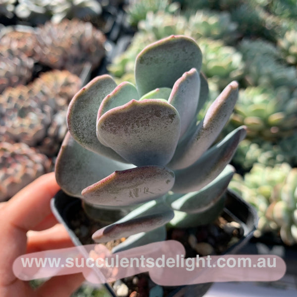 Cotyledon Jade Fan 玉扇