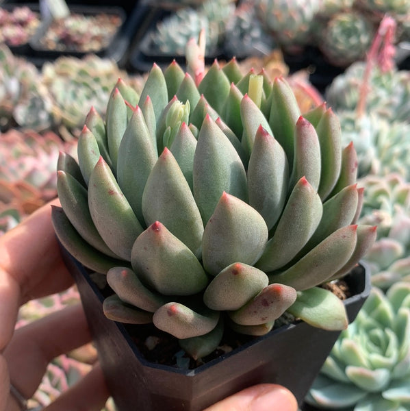 Pachyveria Ebony Finger 乌木x婴儿手指