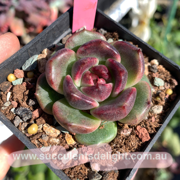 Echeveria Sweet Confession 甜蜜告白 Succulents Delight New Hybrid