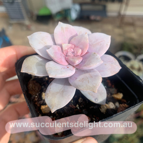 Graptopetalum superbum 华丽风车