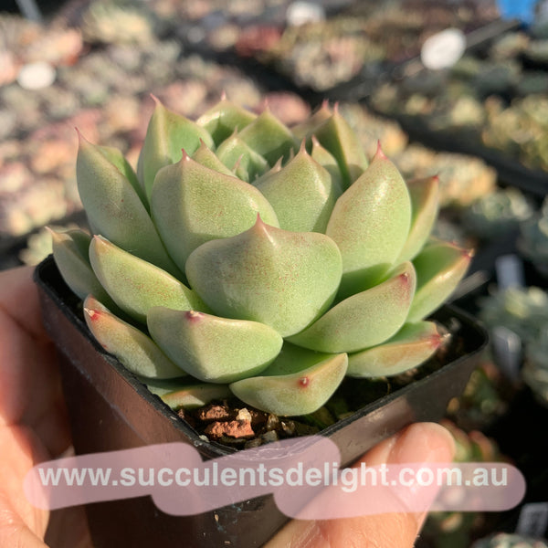 Echeveria Malgan 实生麦秆