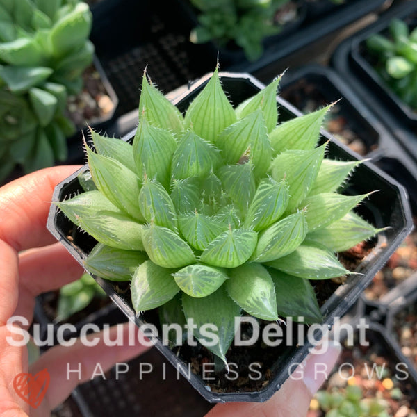 Haworthia cymbiformis var.triebnet poelln 三角琉璃莲/水晶掌