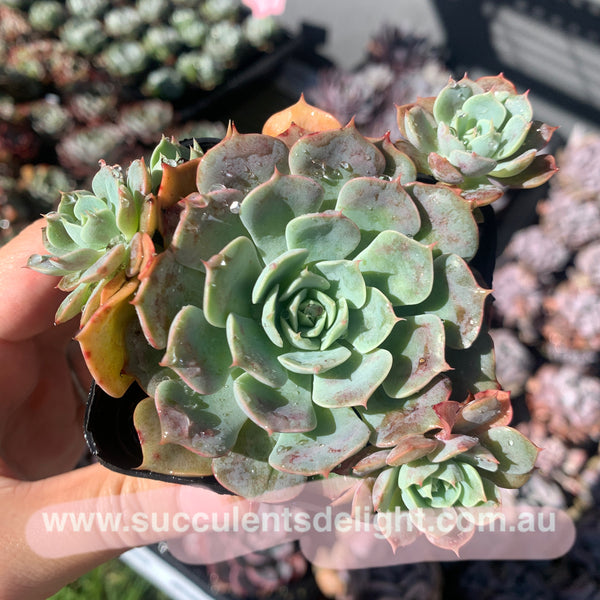 Echeveria Polka 波尔卡