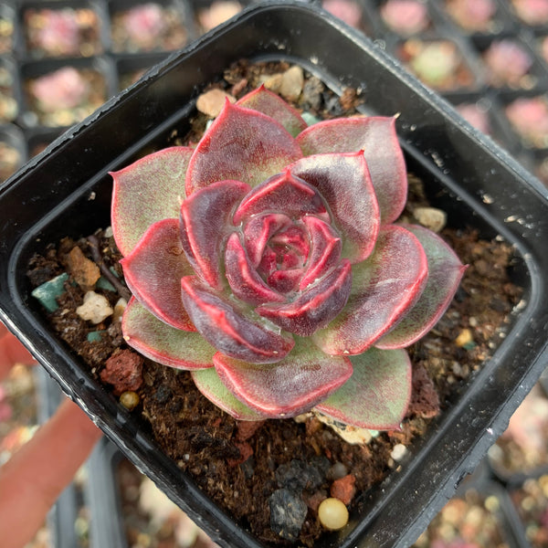 Echeveria Fantasy Jade 梦幻翡翠 Succulent Delight New Hybrid