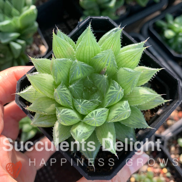 Haworthia cymbiformis var.triebnet poelln 三角琉璃莲/水晶掌