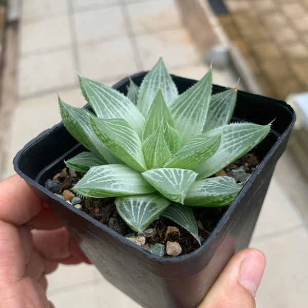 Haworthia Grey Ghost 灰鬼