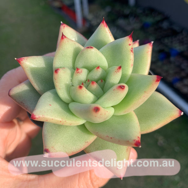 Echeveria agavoides Corderoyi 黄金玛利亚