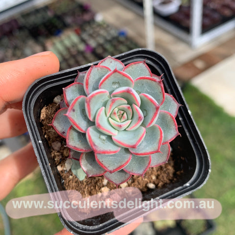 Echeveria Red Curve 红弧