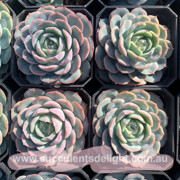 Echeveria Snow in Autumn 秋雪