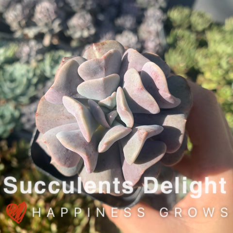 Echeveria Cubic Frost 雪精灵