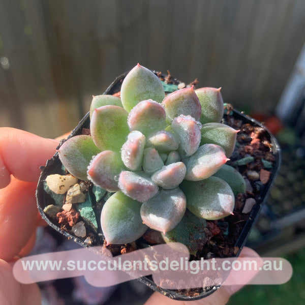 Pachyveria Stalactite 钟乳石 Succulents Delight New Hybrid