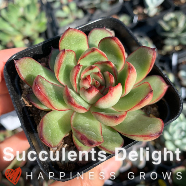 Echeveria Puli-lindsayana 保利安娜