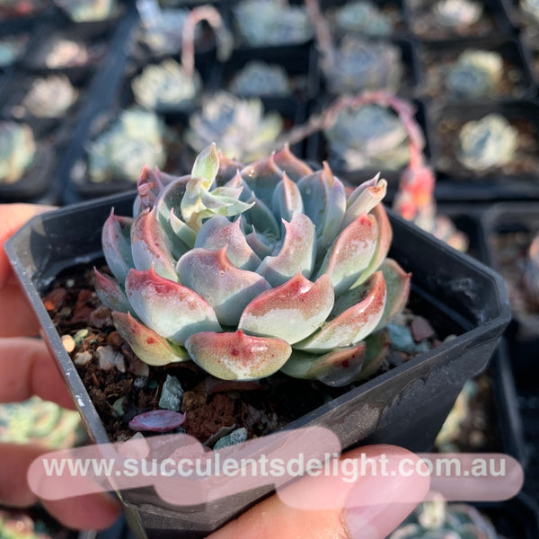 Echeveria Elegans Athena 月影雅典娜