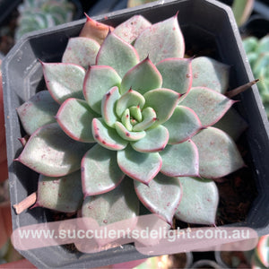 Echeveria Puebla 普埃布拉