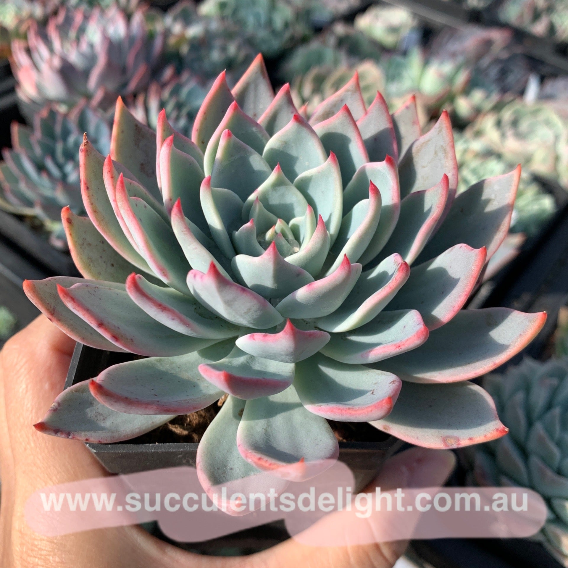 Echeveria Snowy Eve 雪夜 Succulents Delight New Hybrid