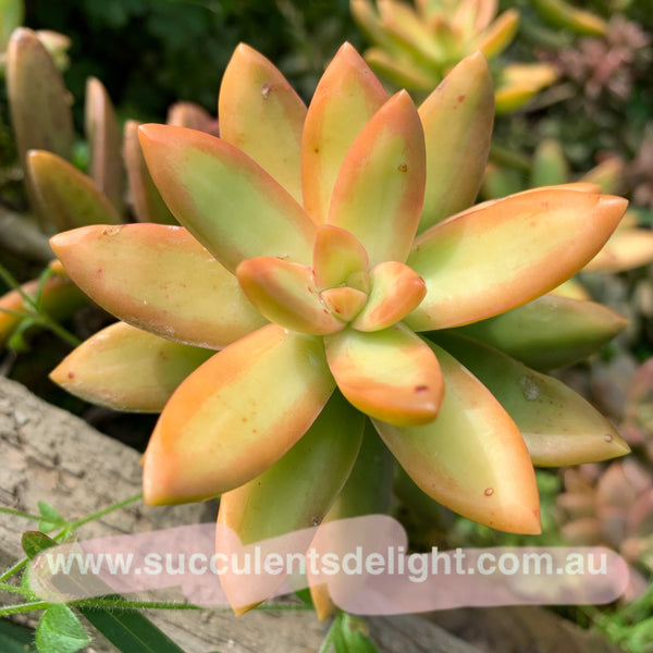 3x cuttings Sedum nussbaumerianum aka Sedum adolph 铭月