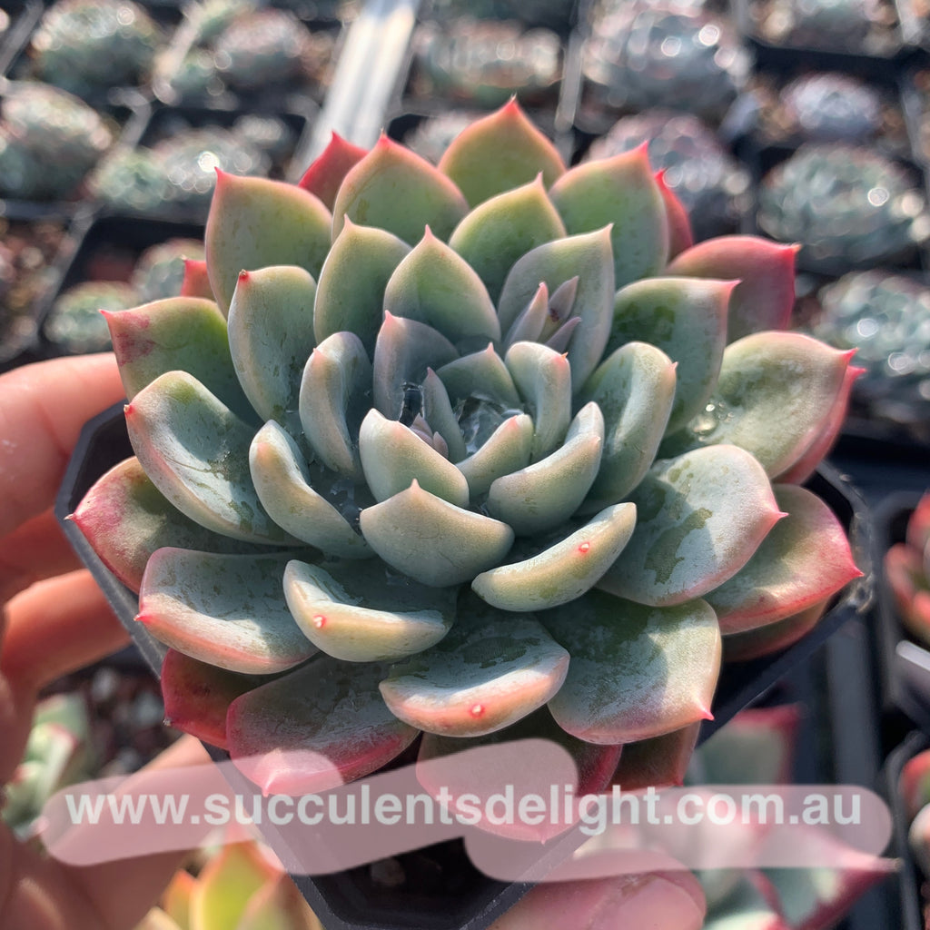 crescent succulents Echeveria Crescent Moon 新月– Succulents Delight