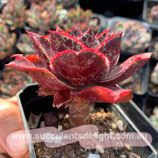 Echeveria Red Flame 烈焰