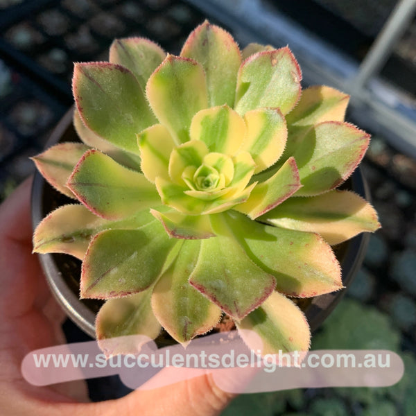 Aeonium arboreum albovariegatum variegata 艳日伞