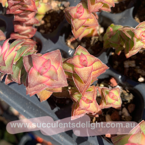 3 cuttings Crassula perforata var. variegata 十字星锦砍头