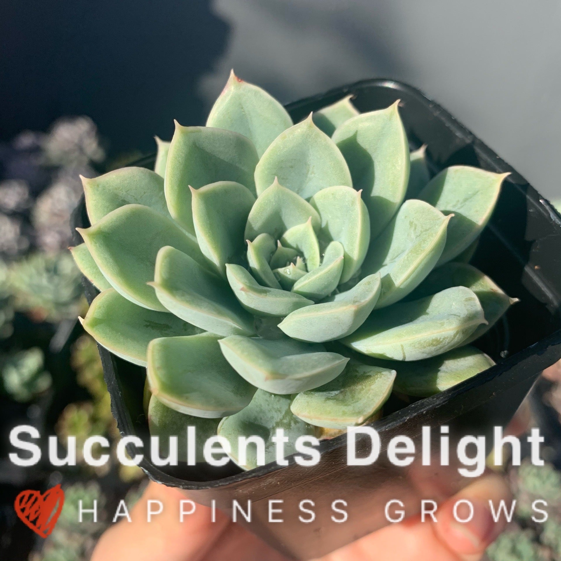 Echeveria 