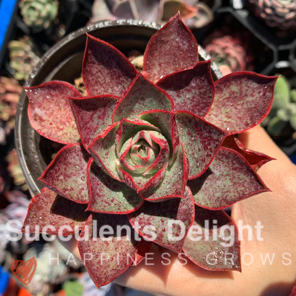 Echeveria Red Flame 烈焰