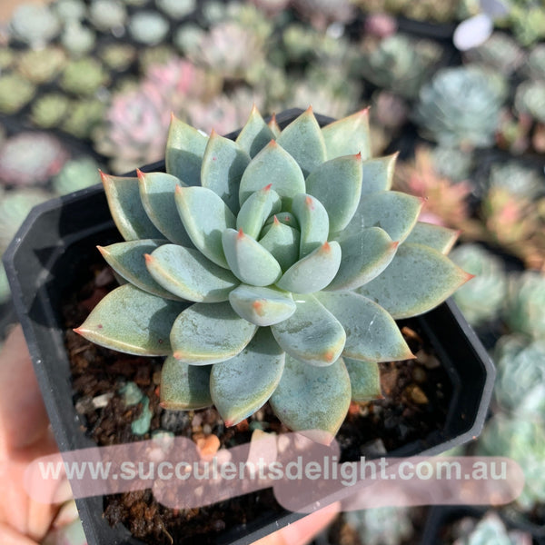 Echeveria Yeomiwol 女美月