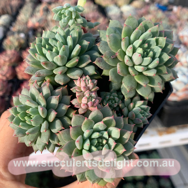 Echeveria Chrissy N Ryan cluster 莱恩小精灵群