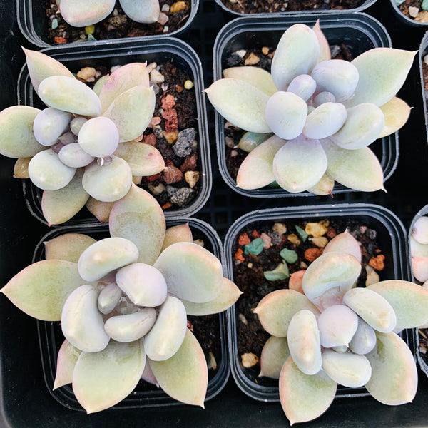 Echeveria Snow Queen 白雪女王