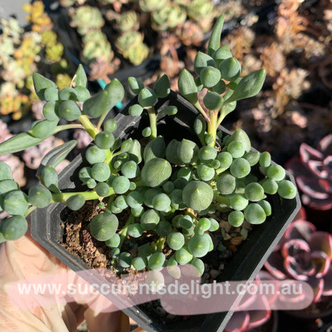 Senecio Citriformis 锦上珠