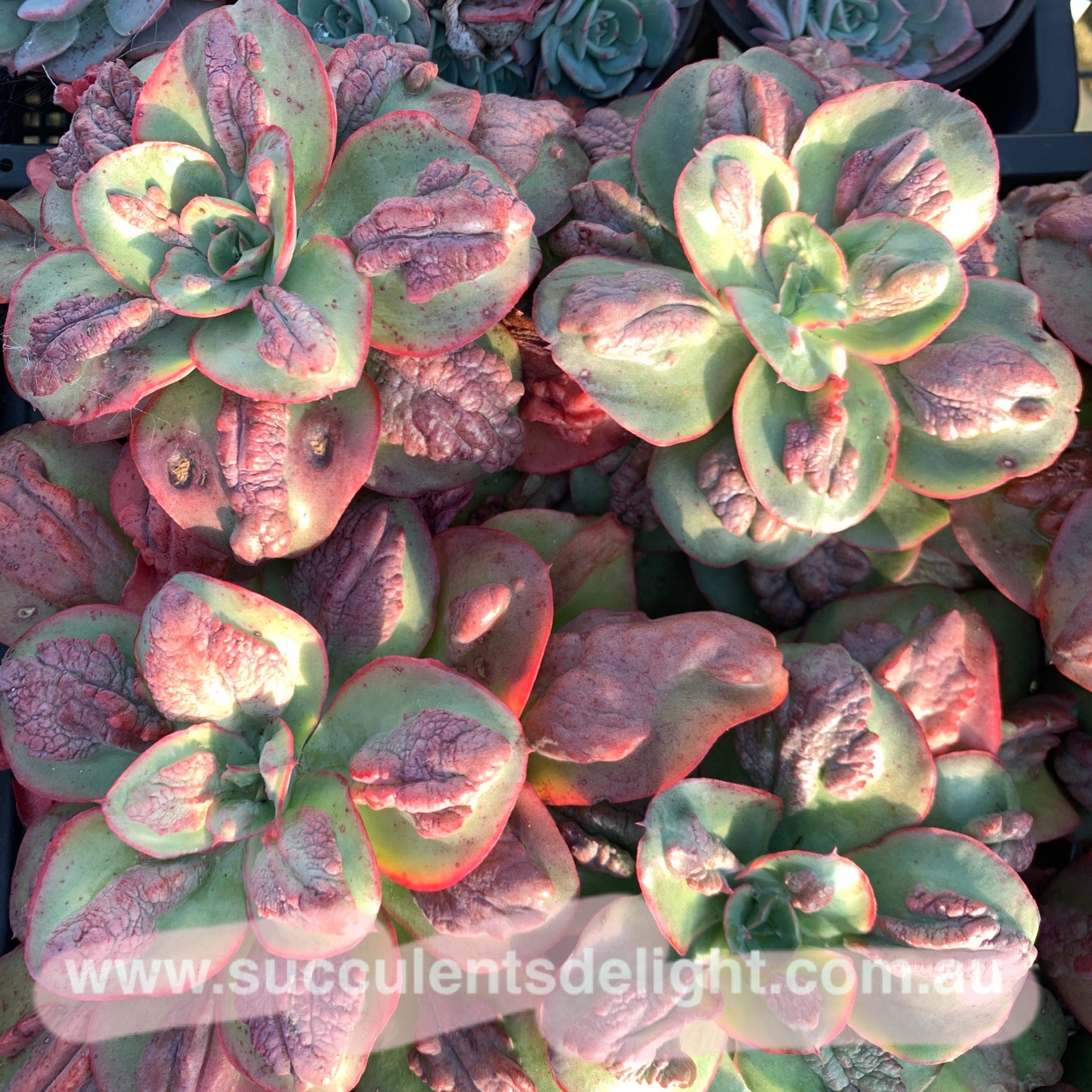 Echeveria Baron Bold 狂野男爵