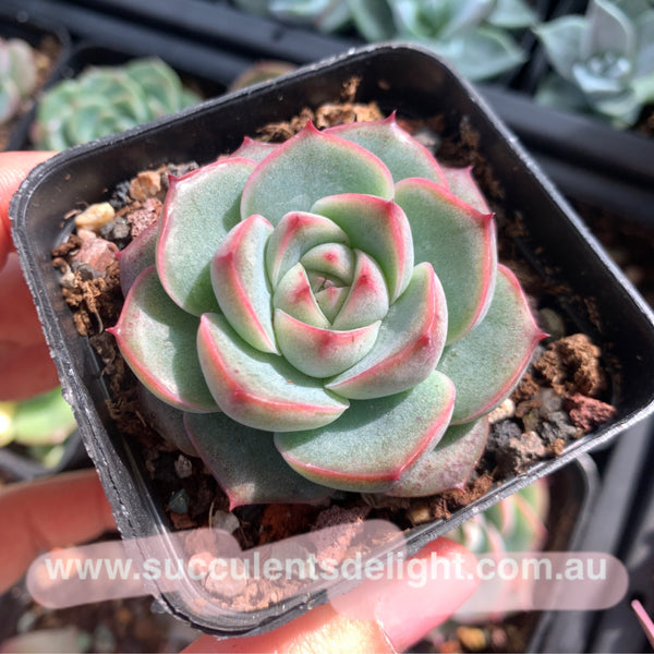 Echeveria Peach Grove 桃林 Succulents Delight New Hybrid