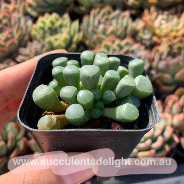 Fenestraria Rhopalophylla Subsp. Aurantiaca Baby Toes 五十铃玉