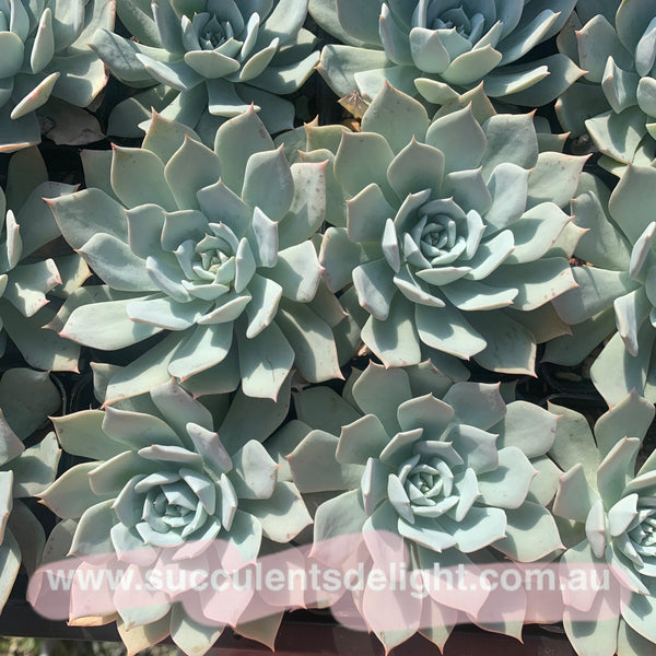 Echeveria Blue Bird (thin leave form) 薄叶蓝鸟