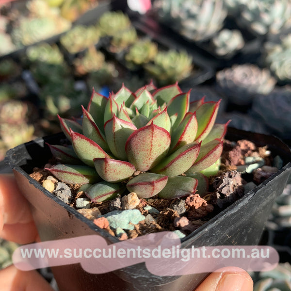 Echeveria Red Dress 小红裙 Succulents Delight New Hybrid