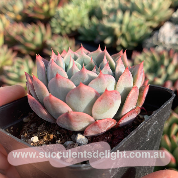 Echeveria Tornado 龙卷风