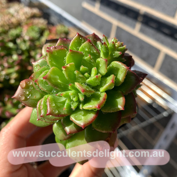 Sedeveria Rolly 蜡牡丹