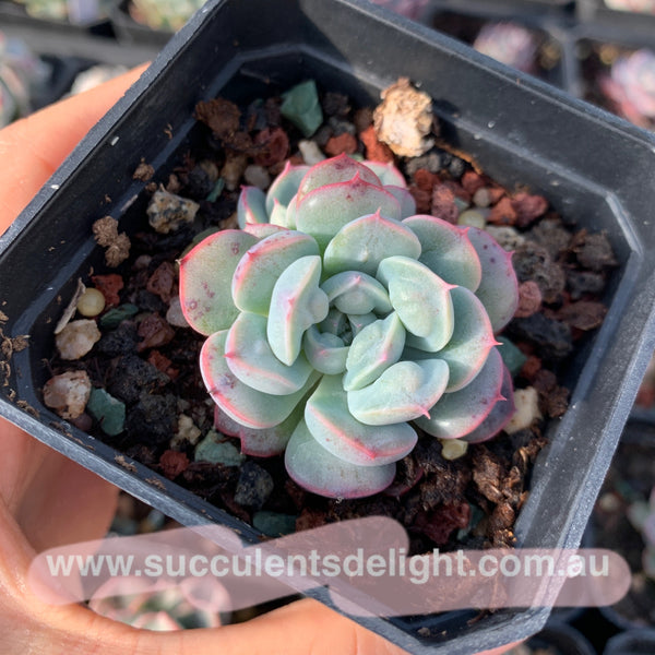Echeveria Tears of Beauty 美人泪