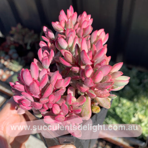 Crassula rogersii variegata cluster 若歌诗锦群