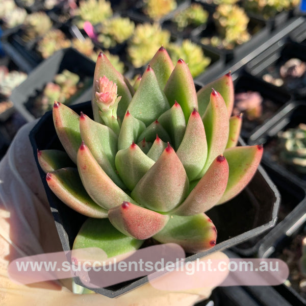 Echeveria Agavoides Miranda 米兰达东云